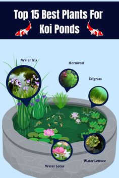 Best Plants For Koi Ponds Koi Ponds, Pond Landscaping, Koi Fish Pond, Pond Plants, Best Plants