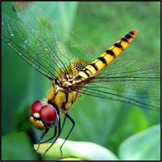 a yellow and black dragonfly sitting on top of a green plant