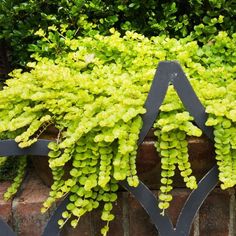 Bright green creeping jenny cascading over retaining wall Best Perennials, Best Perennials For Shade, Purple Flowering Plants, Funny Vine, Shade Loving Perennials, Shade Gardening, Shade Garden Plants, Garden Shade, Creeping Jenny