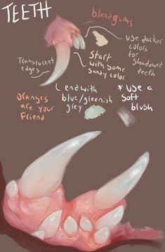 a drawing of teeth with different types of teeth