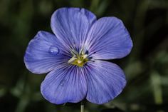 a purple flower with yellow stamen in the center