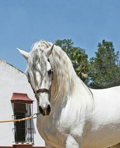 a white horse standing in front of a building with trees and blue sky behind it