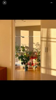 an open door leading to a living room with potted plants