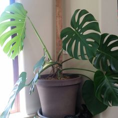 a potted plant sitting on top of a shelf next to a window sill