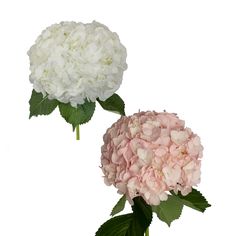 THESE HYDRANGEAS ARE NATURAL BRILLIANT SHADES OF WHITE AND PAINTED LIGHT PINK, OFFERING THE POSSIBILITIES TO CREATE FABULOUS CENTERPIECES, BOUQUETS, OR ANY FLORAL DECOR. #bloomingmore #farmfreshflowers #freshflowers #flowers #flower #farmfresh #farmdirectflowers #farmdirect #bloom #blooms #hydrangea #hydrangeas #vibrantcolors #petals #hydrangeapetals #centerpieces #weddingflowers #WeddingInspiration #DIYwedding #weddingflowers #elegantwedding #wed #wedding #weddings #romanticweddings Hydrangea Painting, Hydrangea Centerpiece, Hydrangea Care, Pink Hydrangea, Fresh Cut Flowers, White Hydrangea, Antique Pink, Pink Baby Shower, Shades Of White