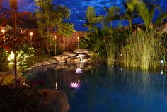 a pool surrounded by plants and lights at night