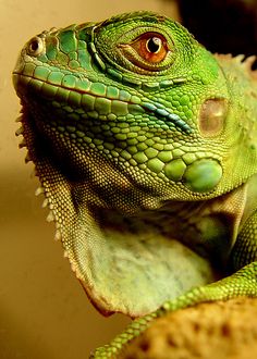 an iguana looking at the camera with its eyes wide open