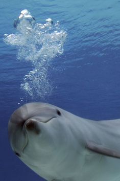 a dolphin swimming under the water with its head above the surface