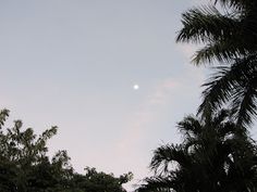 the moon shines brightly in the sky above some palm trees and other greenery