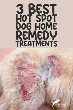 a dog with red spots on it's face and the words, 3 best hot spot dog home remedy treatments