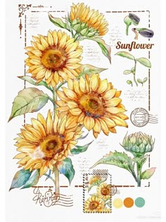 sunflowers are shown in watercolor and ink with stamps on the back ground