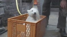 a white polar bear sitting in a crate on the sidewalk next to a man with a hose