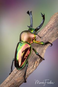 a colorful beetle sitting on top of a wooden branch