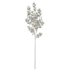 a plant with white flowers is shown against a white background