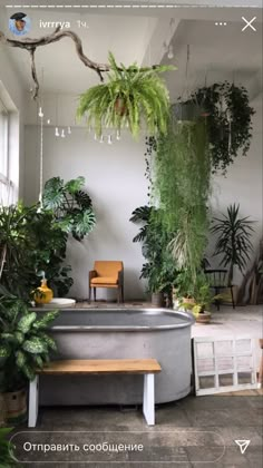 an indoor hot tub surrounded by potted plants and greenery in a room with white walls