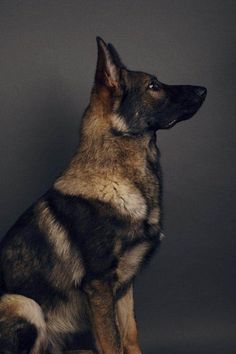 a german shepard dog sitting in front of a gray background