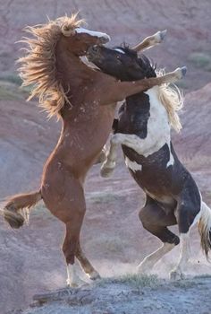 Horse Galloping, Wild Horse, Draw On Photos, Drawing Reference, Cowboy, Horses, Drawings, Animals