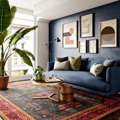 a living room with blue walls and rug on the floor, plants in vases