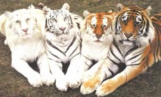 three white tigers sitting next to each other on the ground