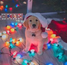 a dog is sitting on the floor with christmas lights around him and wearing a santa hat