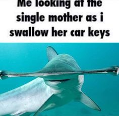 a shark swimming in the ocean with a caption that reads, me looking at the single mother as i swallowed her car keys