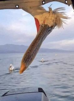 a large bird with long beak flying over the ocean