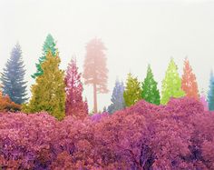 colorful trees are in the foreground with white sky behind them and green grass on the far side