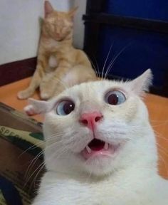 a white cat with blue eyes looking up at the camera