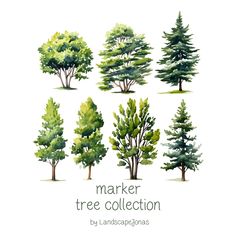 trees painted in watercolor with the words marker tree collection