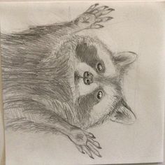 a pencil drawing of a raccoon laying on its back with it's eyes open