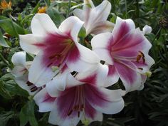 white and pink flowers with green leaves in the background