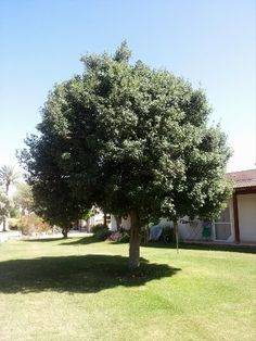 a large tree sitting in the middle of a yard