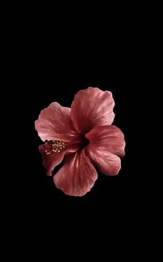 a pink flower on a black background