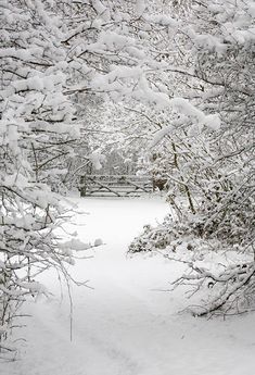 a snow covered park bench and trees with lots of snow on it's branches