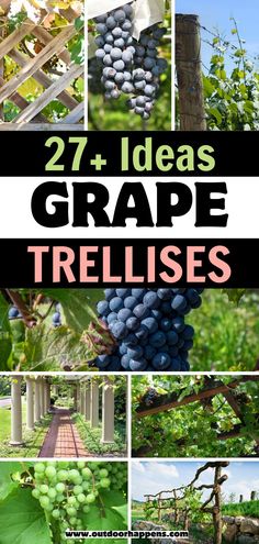 grapes growing on vines with the words 27 + ideas grape trellises