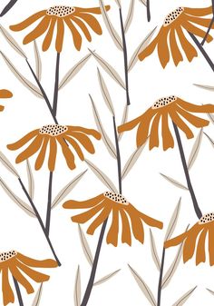 an orange flower on a white background with lots of brown flowers in the foreground