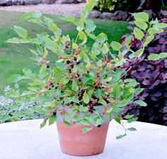 a potted plant sitting on top of a table in front of some flowers and bushes