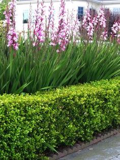 purple flowers are growing in the middle of a hedged garden area next to a white house