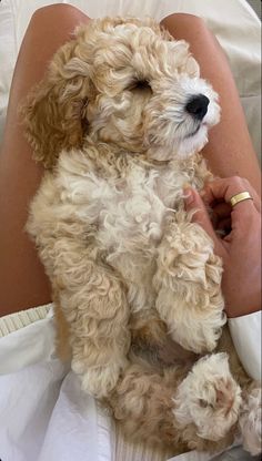 a small dog sitting on top of a bed next to a person's leg