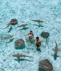 two people standing in the water surrounded by sharks