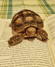 a turtle is sitting on top of an open book