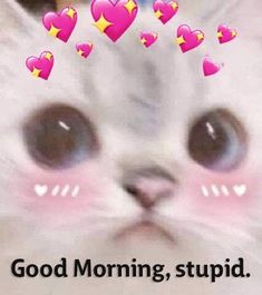 Good Morning Reaction, Good Morning Reaction Pic, Good Morning Meme, Good Morning Cat, Good Night Cat, Morning Cat, Morning Memes, Cute Good Night, Reaction Pic