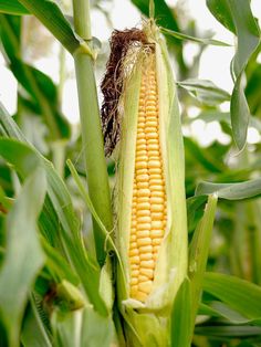 an ear of corn on the cob with some dirt in it's middle