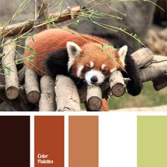 a red panda sleeping on top of a tree branch with color swatches in the background