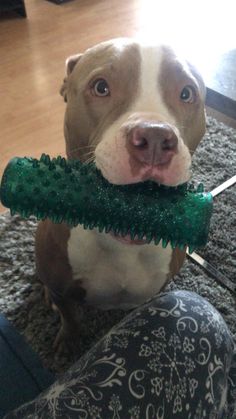 a brown and white dog holding a green toy in it's mouth while sitting on the floor