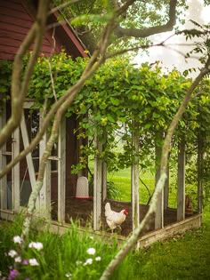 a chicken is standing in the garden next to a fence and some bushes with flowers