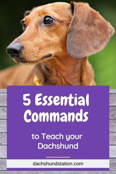 a brown dachshund dog with the words 5 essential commands to teach your dachshund