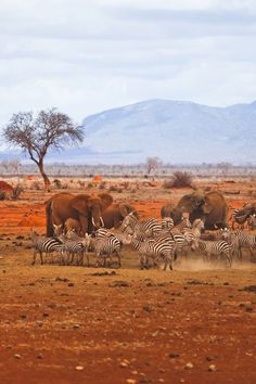 a herd of zebras and elephants in the wild