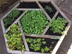 several wooden boxes filled with plants and dirt