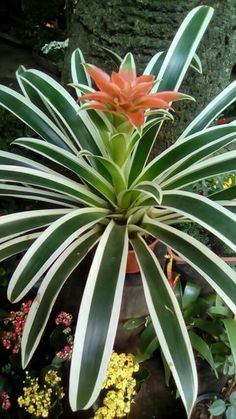 an orange and white plant with green leaves in a pot on the ground next to other plants